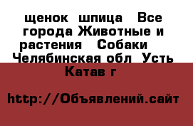 щенок  шпица - Все города Животные и растения » Собаки   . Челябинская обл.,Усть-Катав г.